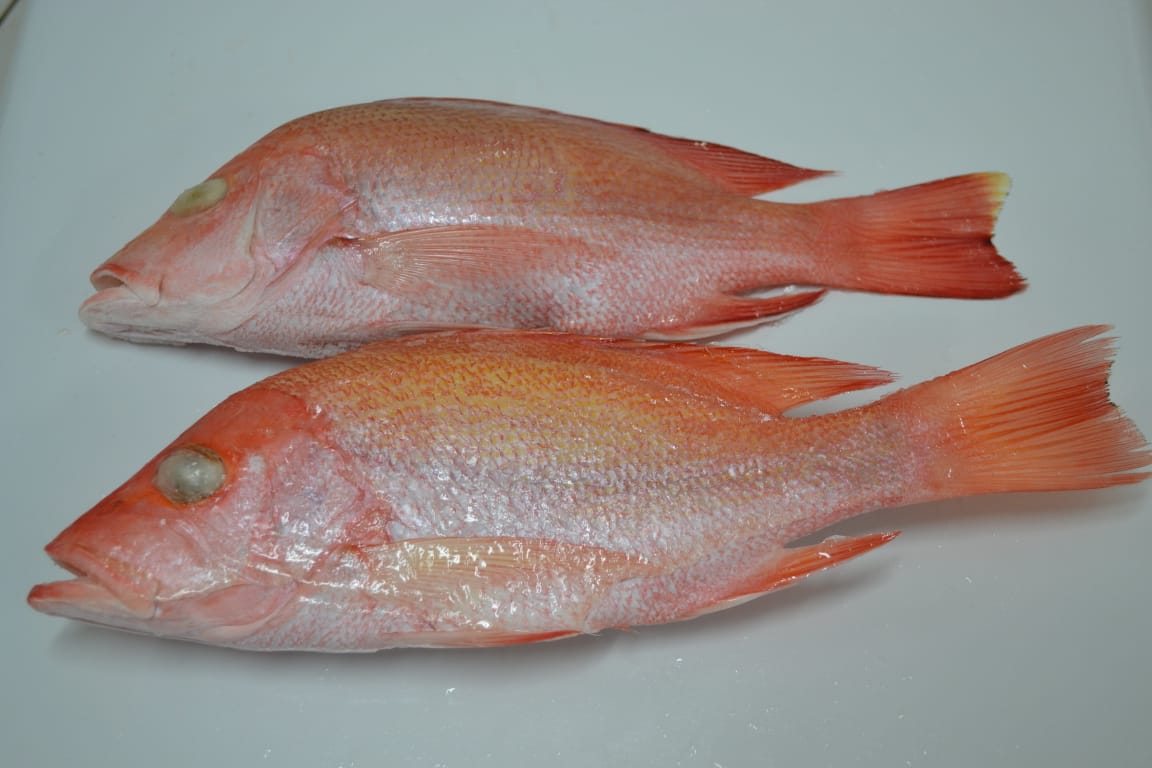 Whole Gutted Snapper Raw Mat
